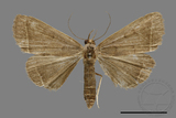 ǦW:Simplicia sp.