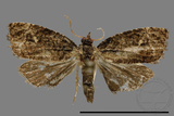 ǦW:Tortricidae sp.