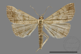 ǦW:Hipoepa biasalis