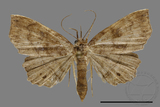 ǦW:Eutrogia morosa