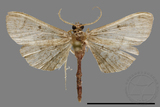 ǦW:Crambidae sp.