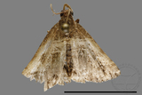 ǦW:Bertula abjudicalis