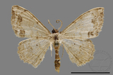 ǦW:Scopula sp.