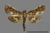 ǦW:Crambidae sp.