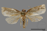 學名:Tortricidae sp.