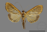 ǦW:Crambidae sp.