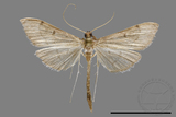 ǦW:Crambidae sp.