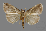 ǦW:Noctuidae sp.