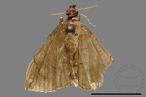 ǦW:Crambidae sp.