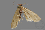 ǦW:Pelosia muscerda tetrasticta