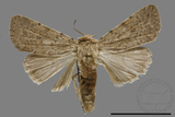 ǦW:Athetis sp.