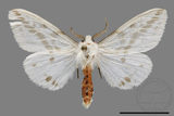 ǦW:Lemyra rhodophilodes