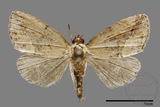 ǦW:Noctuidae sp.