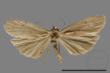 ǦW:Pelosia muscerda tetrasticta