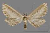 ǦW:Noctuidae sp.