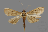 ǦW:Crambidae sp.