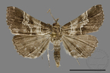 ǦW:Bertula centralis