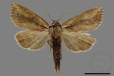 ǦW:Sesamia sp.