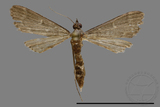 ǦW:Crambidae sp.