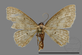 ǦW:Scopula sp.