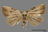 ǦW:Noctuidae sp.