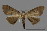 ǦW:Crambidae sp.