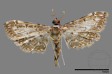 ǦW:Crambidae sp.