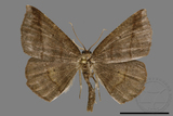 ǦW:Ennominae sp.