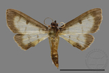 ǦW:Crambidae sp.