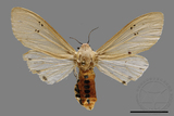 ǦW:Creatonotos transiens vacillans