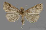 ǦW:Bertula hadenalis persimilis