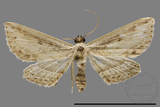 ǦW:Noctuidae sp.