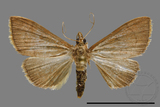 ǦW:Crambidae sp.