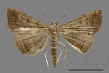 ǦW:Hipoepa biasalis