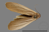 ǦW:Eilema sp.