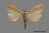 ǦW:Sesamia sp.