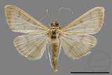 ǦW:Crambidae sp.