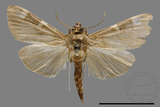 ǦW:Crambidae sp.