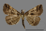 ǦW:Bertula abjudicalis