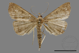 ǦW:Hipoepa biasalis