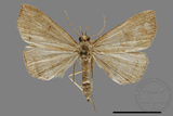 ǦW:Hipoepa biasalis