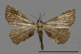 ǦW:Naarda sp.