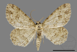 ǦW:Ectropis bhurmitra