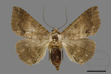 ǦW:Ericeia sp.