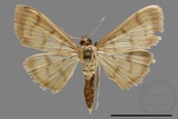 ǦW:Crambidae sp.