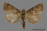 ǦW:Noctuidae sp.