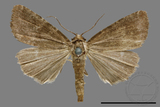 ǦW:Noctuidae sp.