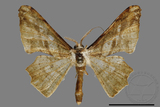 ǦW:Gonodontis pallida