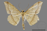 ǦW:Zanclopera calidata