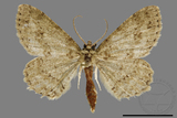 ǦW:Ectropis bhurmitra